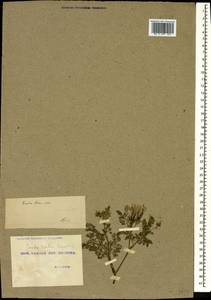 Скандикс грузинский M.Bieb., Кавказ, Грузия (K4) (Грузия)