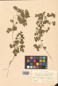 Кислица рожковая L., Сибирь, Дальний Восток (S6) (Россия)