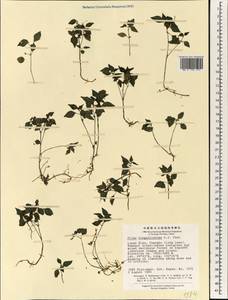 Pilea elegantissima C. J. Chen, Зарубежная Азия (ASIA) (КНР)