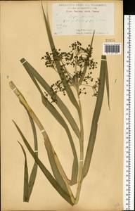 Камыш лесной L., Восточная Европа, Центральный лесостепной район (E6) (Россия)
