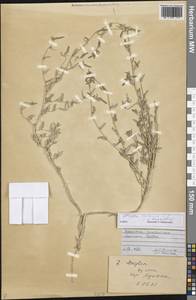 Atriplex lasiantha Boiss., Средняя Азия и Казахстан, Сырдарьинские пустыни и Кызылкумы (M7) (Узбекистан)