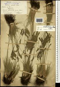 Овсяница валисская, Типчак Schleich. ex Gaudin, Кавказ, Армения (K5) (Армения)