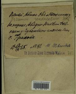 Dicranum polysetum Sw., Гербарий мохообразных, Мхи - Пермский край, Удмуртия, Свердловская и Кировская области (B8) (Россия)