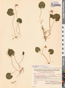 Viola epipsila subsp. repens (Turcz.) W.Becker, Сибирь, Чукотка и Камчатка (S7) (Россия)