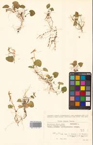 Viola epipsila subsp. repens (Turcz.) W.Becker, Сибирь, Чукотка и Камчатка (S7) (Россия)