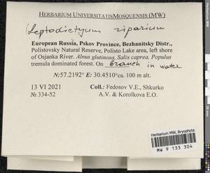 Leptodictyum riparium (Hedw.) Warnst., Гербарий мохообразных, Мхи - Новгородская и Псковская области (B5) (Россия)