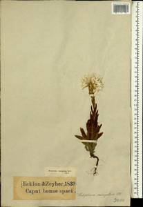 Syncarpha variegata (P.J.Bergius) B.Nord., Африка (AFR) (ЮАР)