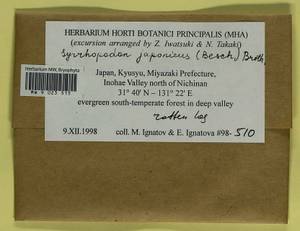 Syrrhopodon schiffnerianus (M. Fleisch.) Paris, Гербарий мохообразных, Мхи - Азия (вне границ бывшего СССР) (BAs) (Япония)