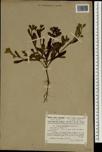 Melanortocarya obtusifolia (Willd.) Selvi, Bigazzi, Hilger & Papini, Зарубежная Азия (ASIA) (Израиль)