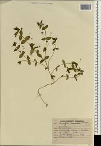 Lysimachia foemina (Mill.) U. Manns & Anderb., Зарубежная Азия (ASIA) (Индия)