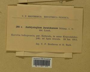 Amblystegium serpens (Hedw.) Schimp., Гербарий мохообразных, Мхи - Карелия, Ленинградская и Мурманская области (B4) (Россия)