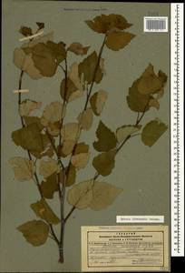 Betula pubescens var. litwinowii (Doluch.) Ashburner & McAll., Кавказ, Дагестан (K2) (Россия)