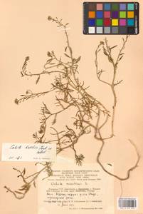 Морская горчица морская Scop., Восточная Европа, Литва (E2a) (Литва)