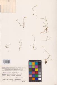 Лютик распростертый, Лютик стелющийся L., Восточная Европа, Северный район (E1) (Россия)