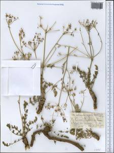 Шренкия влагалищная (Ledeb.) Fisch. & C.A.Mey., Средняя Азия и Казахстан, Северный и Центральный Тянь-Шань (M4) (Казахстан)