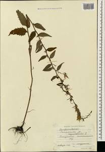 Колокольчик рапунцелевидный L., Кавказ, Грузия (K4) (Грузия)