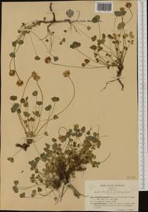 Trifolium thalii Vill., Западная Европа (EUR) (Италия)