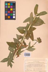 Смолевка халцедоновая, Зорька (L.) E.H.L.Krause, Восточная Европа, Восточный район (E10) (Россия)