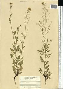 Гулявник Лезеля L., Восточная Европа, Средневолжский район (E8) (Россия)