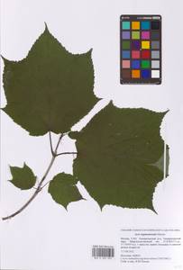 Клен зеленокорый Maxim., Восточная Европа, Московская область и Москва (E4a) (Россия)