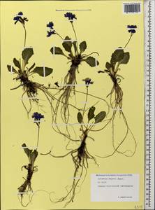 Primula amoena subsp. meyeri (Rupr.) Valentine & Lamond, Кавказ, Северная Осетия, Ингушетия и Чечня (K1c) (Россия)
