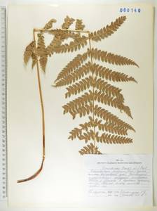 Чистоустовник азиатский (Fernald) Fraser-Jenk., Сибирь, Дальний Восток (S6) (Россия)