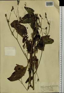 Lactuca macrophylla subsp. macrophylla, Восточная Европа, Восточный район (E10) (Россия)