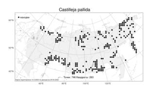 Castilleja pallida, Кастиллея бледная (L.) Kunth, Атлас флоры России (FLORUS) (Россия)