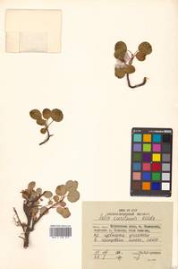 Salix nakamurana subsp. kurilensis (Koidz.) H. Ohashi, Сибирь, Дальний Восток (S6) (Россия)