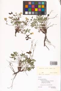 Лапчатка оттопырено-пушистая, Лапчатка поникшая Waldst. & Kit., Восточная Европа, Центральный лесостепной район (E6) (Россия)