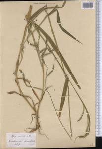 Brachiaria eminii (Mez) Robyns, Америка (AMER) (Перу)