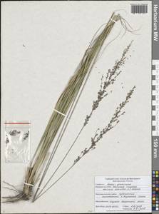 Молиния голубая (L.) Moench, Восточная Европа, Центральный лесостепной район (E6) (Россия)