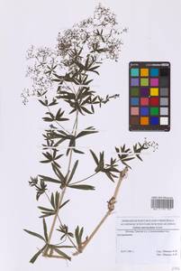 Подмаренник промежуточный Schult., Восточная Европа, Московская область и Москва (E4a) (Россия)