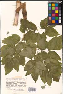 Дудник лекарственный, Дягиль лекарственный L., Восточная Европа, Московская область и Москва (E4a) (Россия)