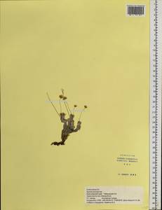 Крупка волосистая Adams ex DC., Сибирь, Центральная Сибирь (S3) (Россия)