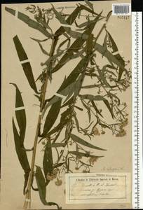 Symphyotrichum ×salignum (Willd.) G. L. Nesom, Восточная Европа, Центральный лесостепной район (E6) (Россия)