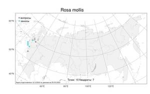 Rosa mollis, Шиповний войлочный, Роза войлочная Sm., Атлас флоры России (FLORUS) (Россия)
