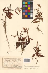 Кенигия аянская (Regel & Tiling) J.H.Xue, Chepinoga & K.P.Ma, Сибирь, Дальний Восток (S6) (Россия)