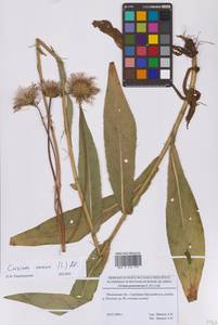 Бодяк серый (L.) All., Восточная Европа, Московская область и Москва (E4a) (Россия)