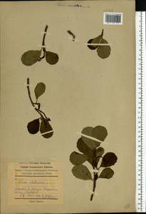 Ольха клейкая, Ольха черная (L.) Gaertn., Восточная Европа, Южно-Украинский район (E12) (Украина)