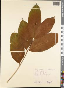 Magnoliopsida, Австралия и Океания (AUSTR) (Самоа)
