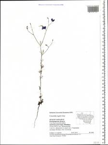 Delphinium consolida subsp. consolida, Восточная Европа, Центральный район (E4) (Россия)
