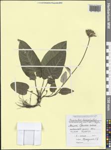 Псефеллюс белолистный (M. Bieb.) C. A. Mey., Кавказ, Черноморское побережье (от Новороссийска до Адлера) (K3) (Россия)