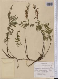 Hedysarum americanum (Michx. ex Pursh) Britton, Америка (AMER) (США)