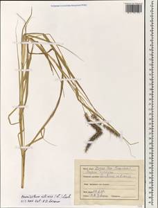 Колючещетинник реснитчатый L., Зарубежная Азия (ASIA) (Индия)