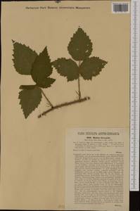 Rubus gremlii Focke, Западная Европа (EUR) (Чехия)