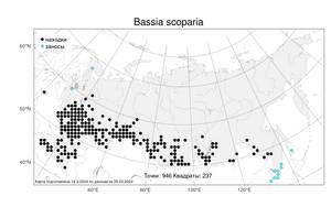Bassia scoparia, Бассия метельчатая (L.) Beck, Атлас флоры России (FLORUS) (Россия)