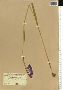 Шпажник черепитчатый L., Восточная Европа, Западно-Украинский район (E13) (Украина)