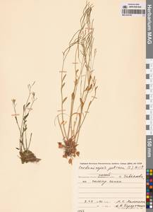 Резушка скальная (L.) O'Kane & Al-Shehbaz, Сибирь, Чукотка и Камчатка (S7) (Россия)