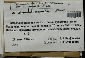 Dicranum laevidens R.S. Williams, Гербарий мохообразных, Мхи - Якутия (B19) (Россия)